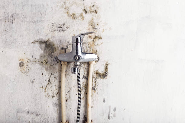Best Industrial Mold Remediation in Arthur, IL