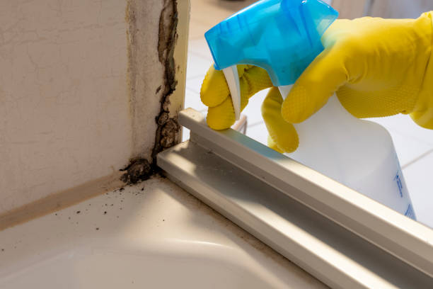 Best Attic Mold Remediation in Arthur, IL