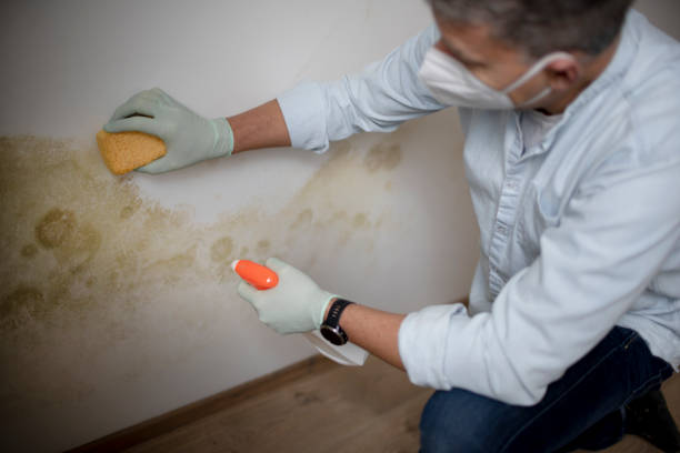 Best Basement Mold Remediation in Arthur, IL