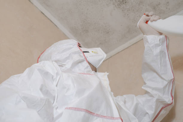 Best HVAC Mold Remediation in Arthur, IL
