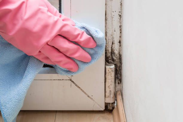 Best Emergency Mold Remediation in Arthur, IL